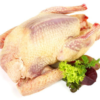 Piccione allevato in cascina